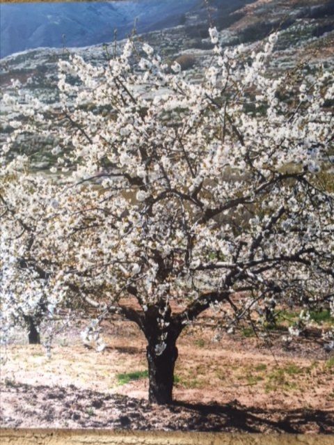 Cerezo en flor