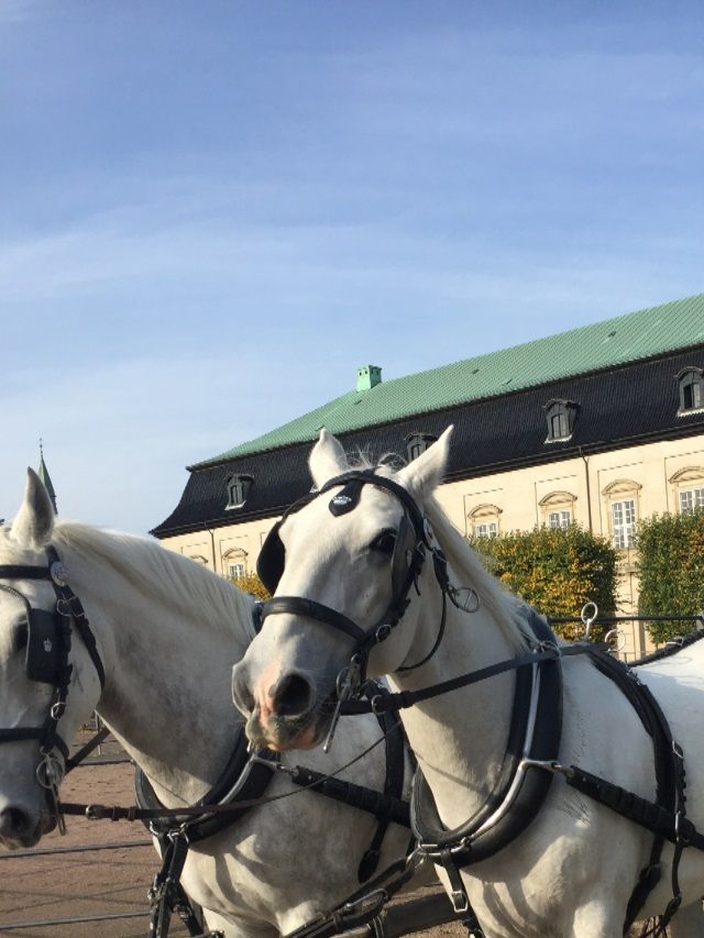 Caballerizas reales